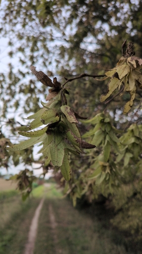 European Hornbeam