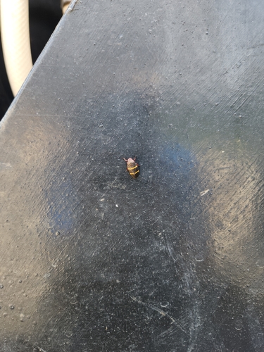 Two-lined Spittlebug