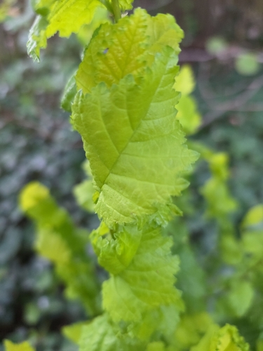 Field Elm