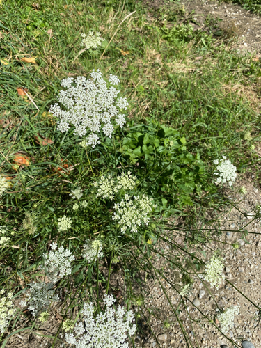 wild carrot