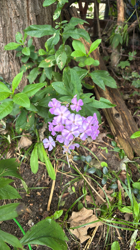 fall phlox