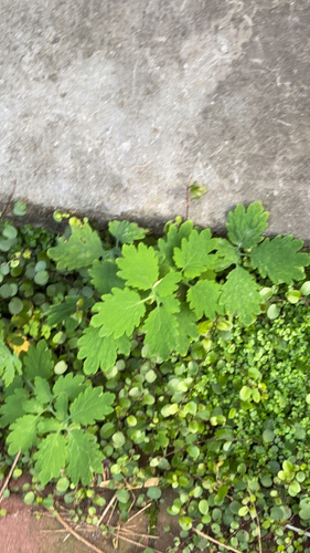 Greater celandine