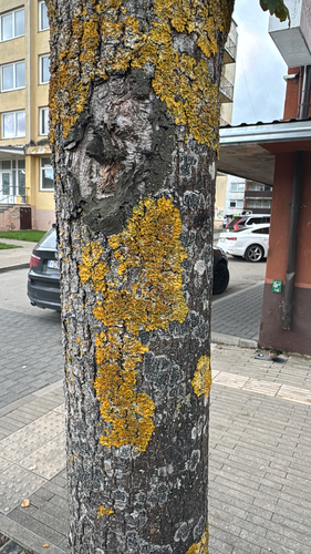 Common Sunburst Lichen