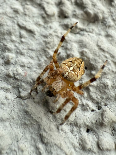 Cross Orbweaver