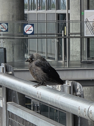 Eurasian Jackdaw