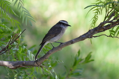 Ochthoeca leucophrys