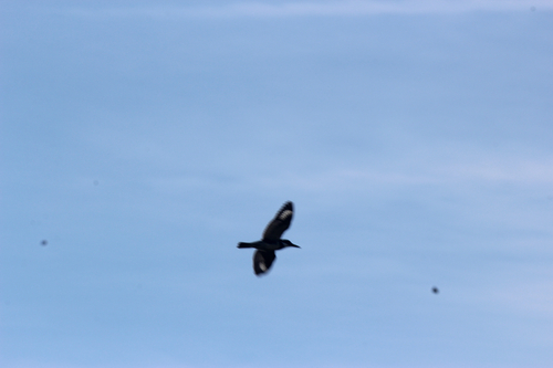 Belted Kingfisher