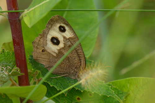 Common Wood-Nymph