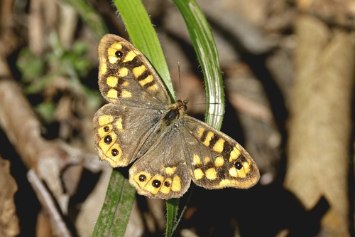 Speckled Wood