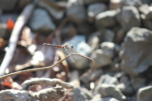 Blue Dasher