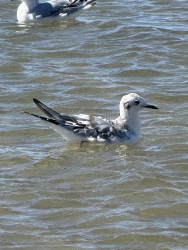 Bonaparte's Gull