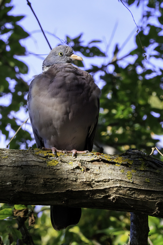 Common Wood-Pigeon