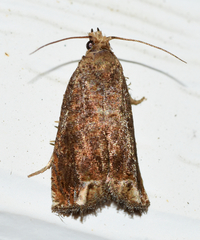 Epiblema abruptana