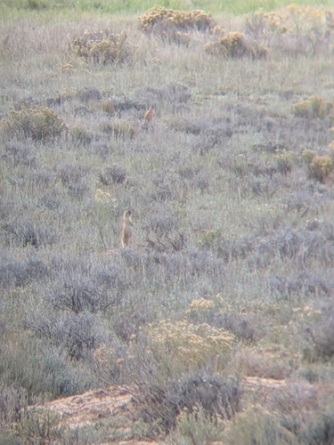 Utah Prairie Dog observed by calymsis