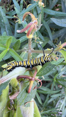 Monarch