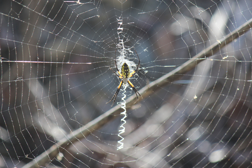 Yellow Garden Spider
