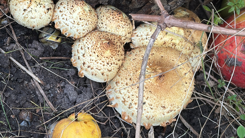 shaggy scalycap