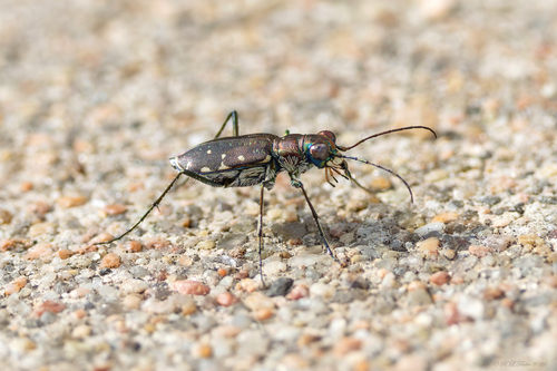 Sidewalk tiger beetle