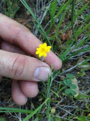 Pseudobahia heermannii