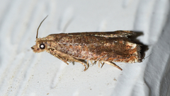 Epiblema abruptana