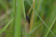 Dioctria atricapilla