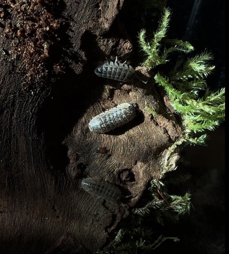 Versicolored Pill Woodlouse