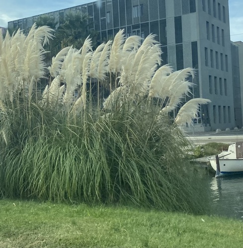 Cortaderia selloana, photograph 4