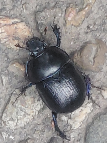 Woodland Dor Beetle