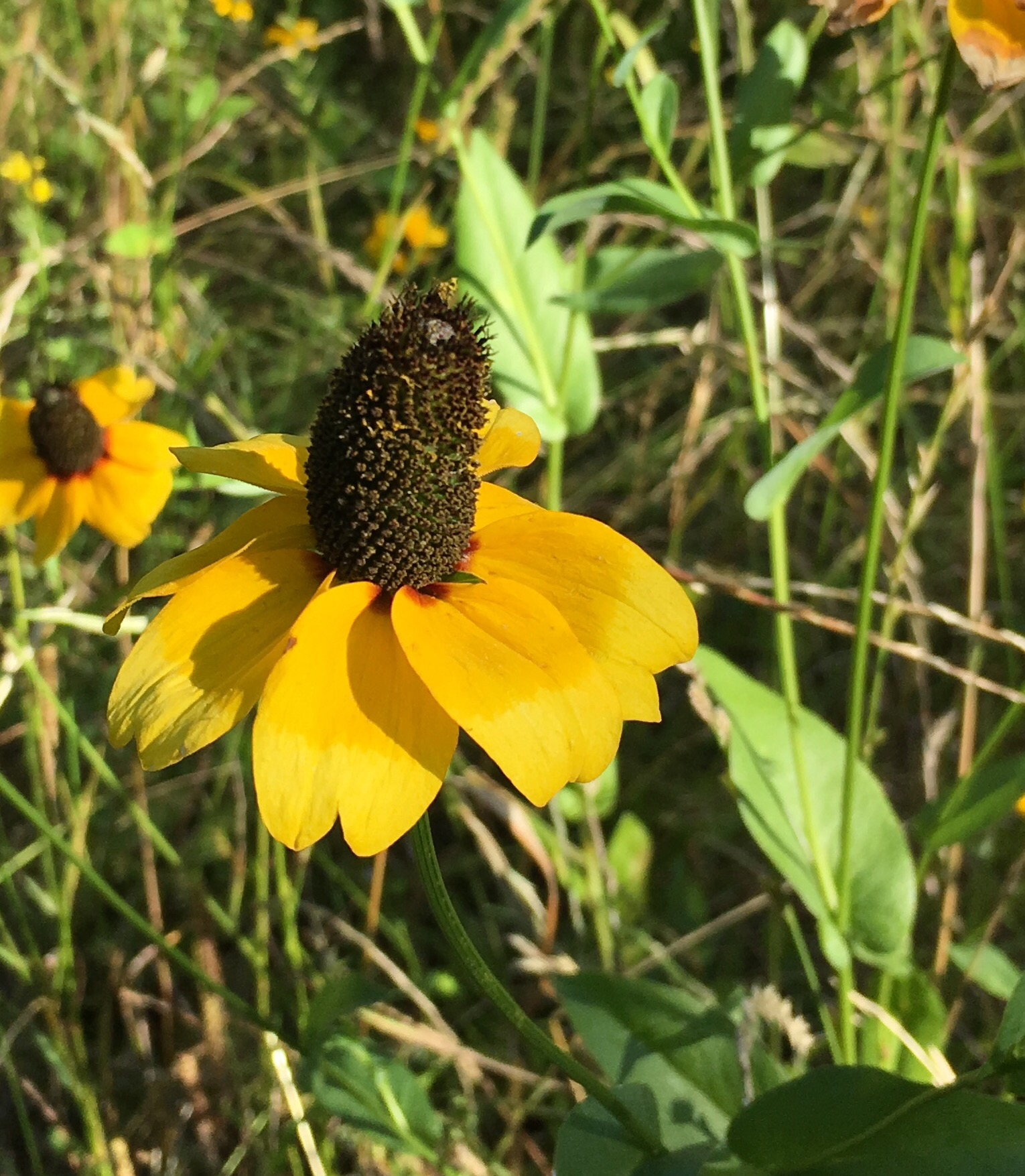 Clasping Coneflower Rudbeckia Amplexicaulis Plants Candide clasping-coneflower-rudbeckia-amplexicaulis-plants-candide