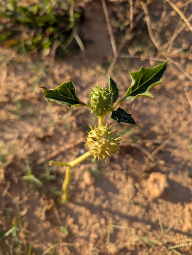 jimsonweed