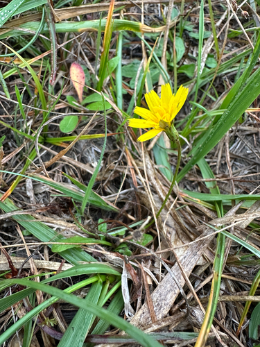 Hairy Hawkbit