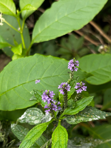 blue vervain