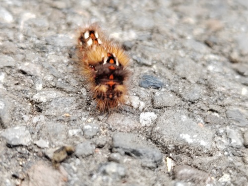 Knot Grass Moth