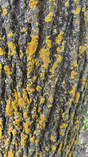 Common Sunburst Lichen