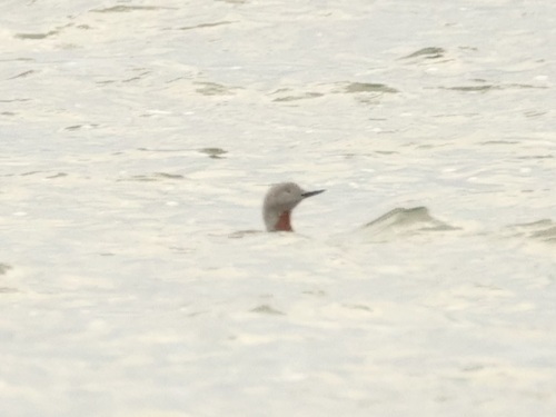 Red-throated Loon
