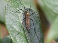 Nephrotoma submaculosa