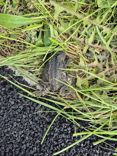 American Toad