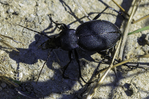 Leather Beetle