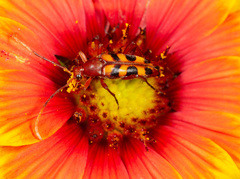 Strangalia sexnotata