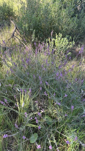 Monnina cuneata