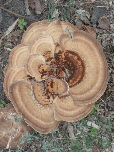 Giant Polypore