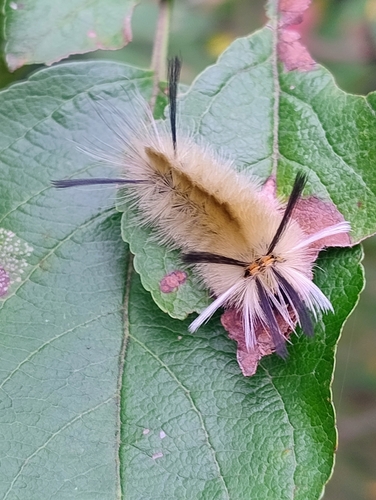 Banded Tussock Moth