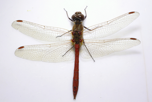 Vagrant Darter