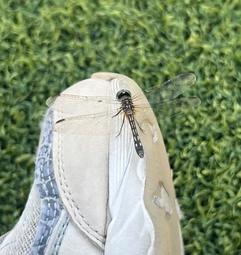 Blue Dasher