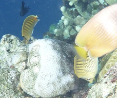 Chaetodon punctatofasciatus