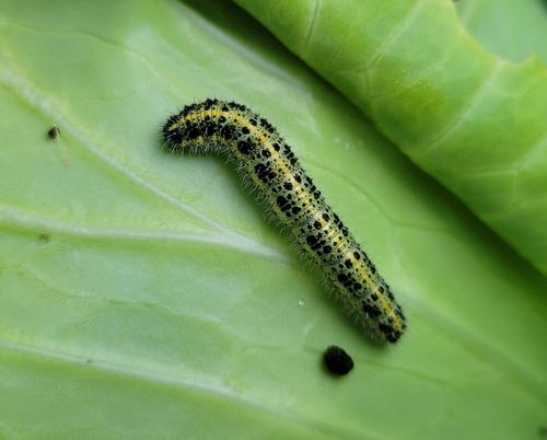 Large White