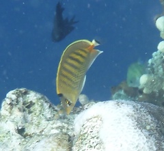 Chaetodon punctatofasciatus
