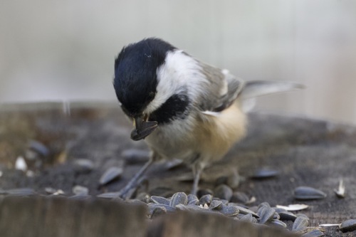 Black-capped Chickadee