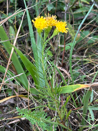 Goldilocks Aster