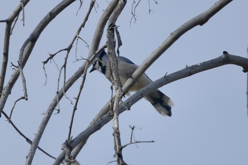Blue Jay